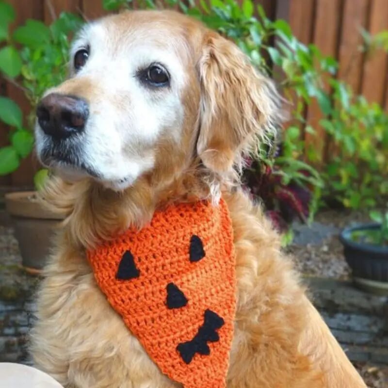 31 Crochet Pet Bandanas Patterns To Make Them Stand Out - Cotton & Cloud