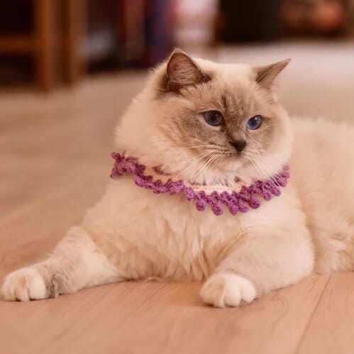 Lavender Pet Collar