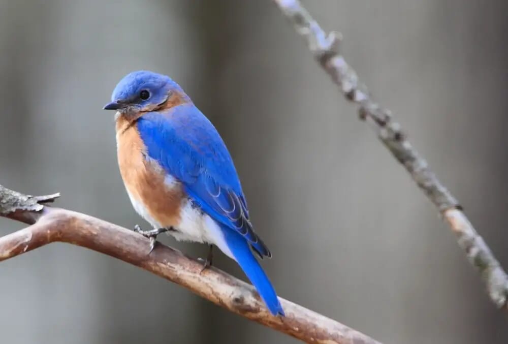 Bluebird: Spiritual Meaning, Dream Meaning, Symbolism, & More