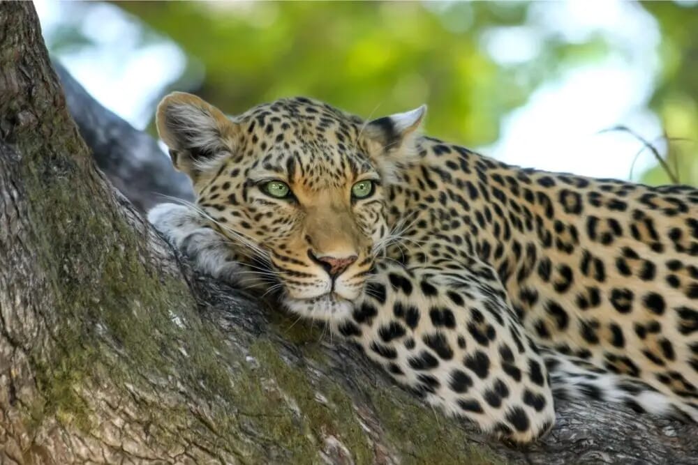 Leopard Spiritual Meaning, Dream Meaning, Symbolism & More
