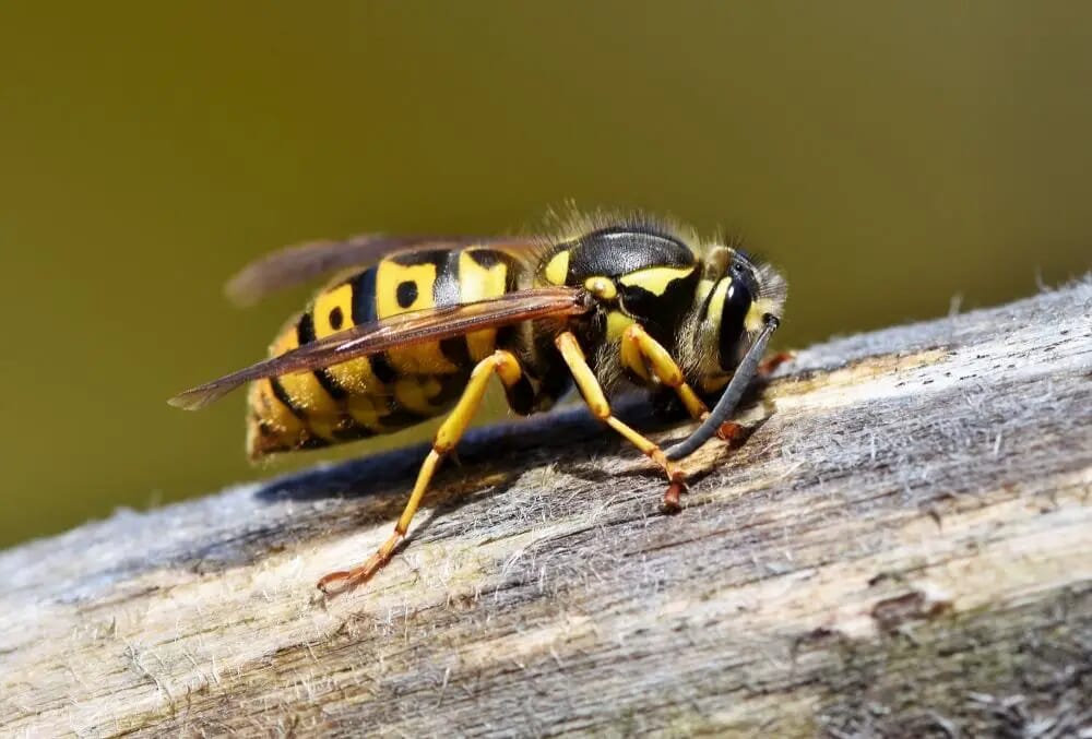 The Hornet: Spiritual And Dream Meanings, Symbolism, And More