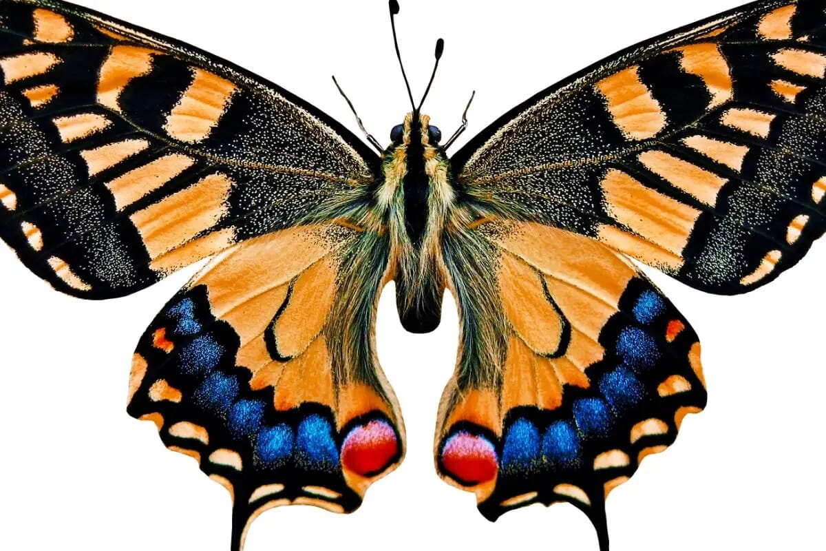 The Ultimate Guide To The Meanings of Beautiful Butterfly Colors